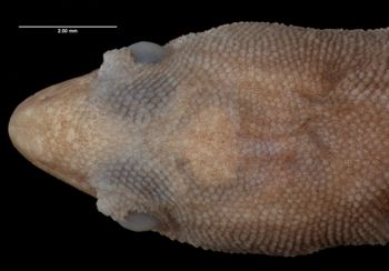 Media type: image;   Herpetology R-10622